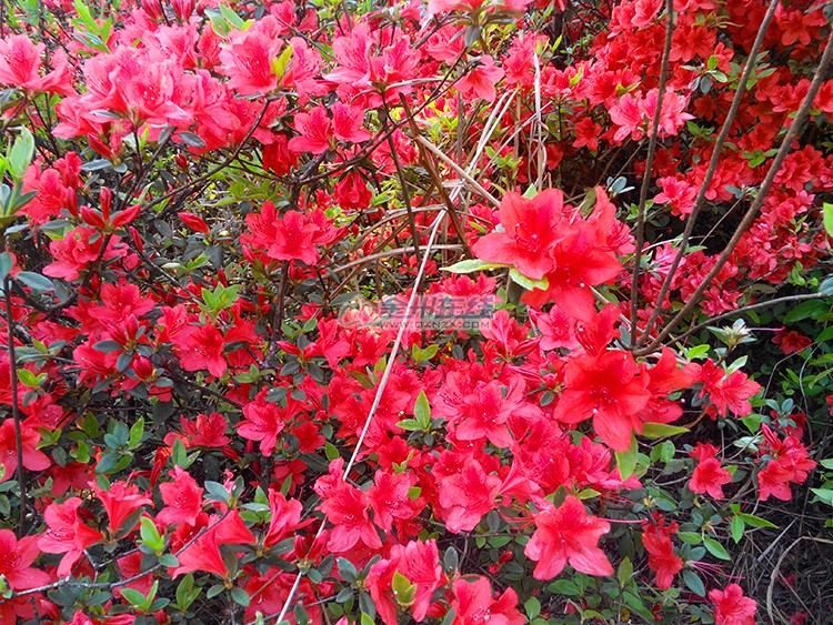 中国金州|手机拍摄白龙山杜鹃花(映山红)|金州拍