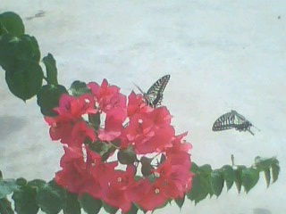IMG0194A.jpg