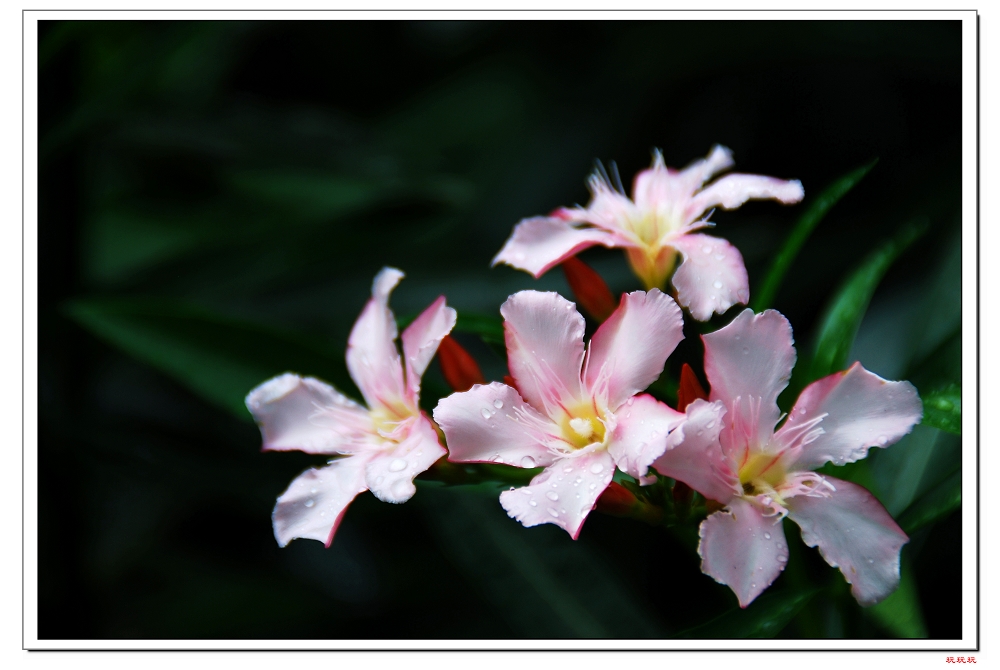 DSC_007000.jpg