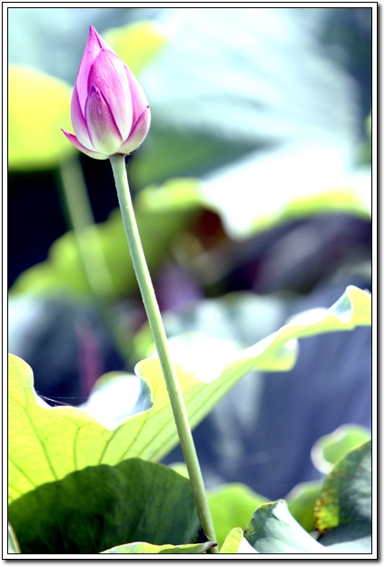 Ƭ503A 016.JPG