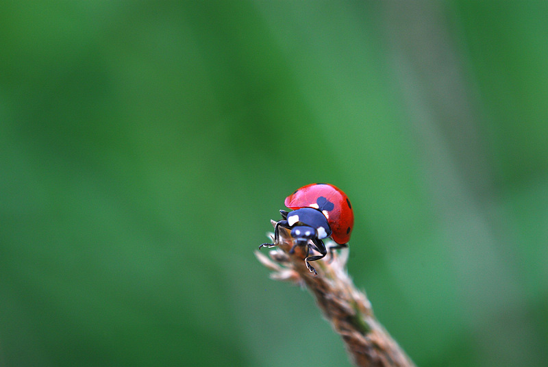 DSC_1525.jpg