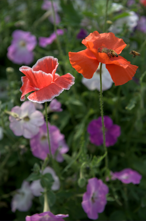 _DSC5378.jpg