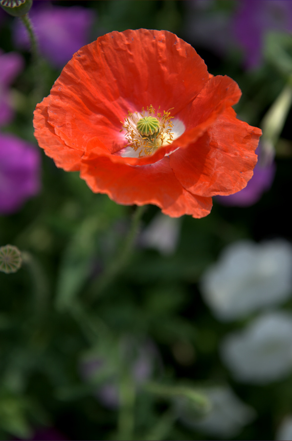 _DSC5386.jpg