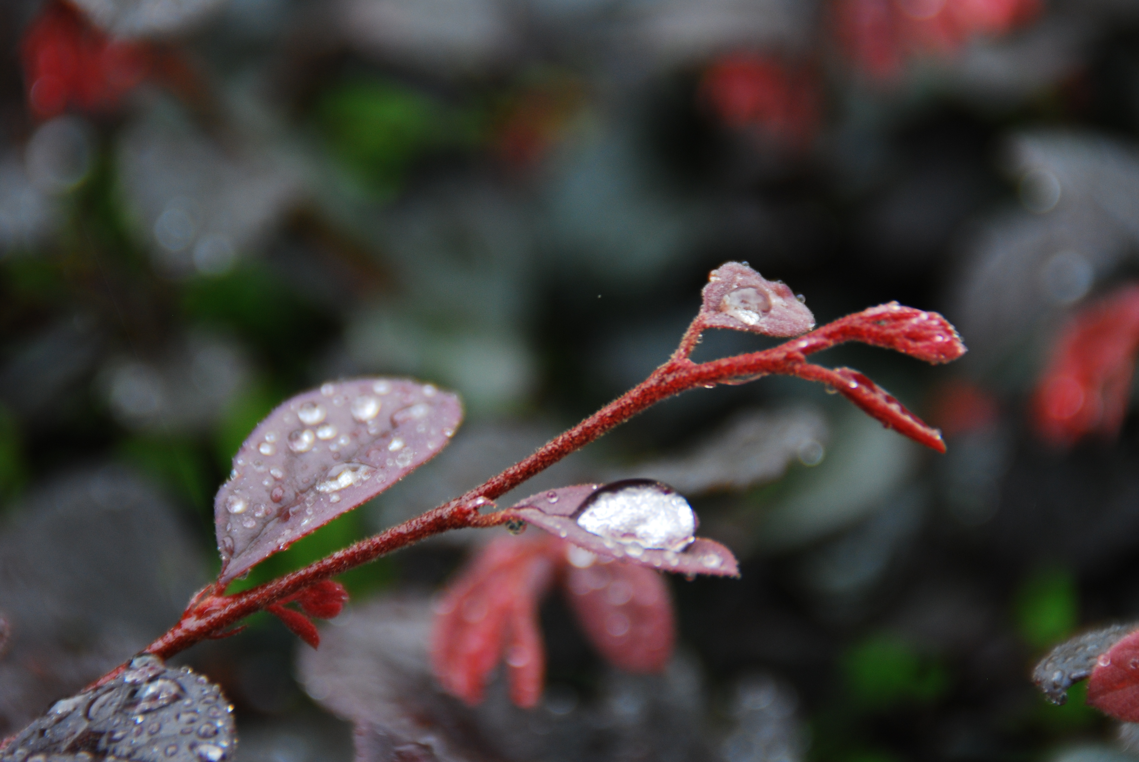 DSC_0108.JPG
