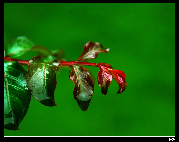 DSC_011100.jpg