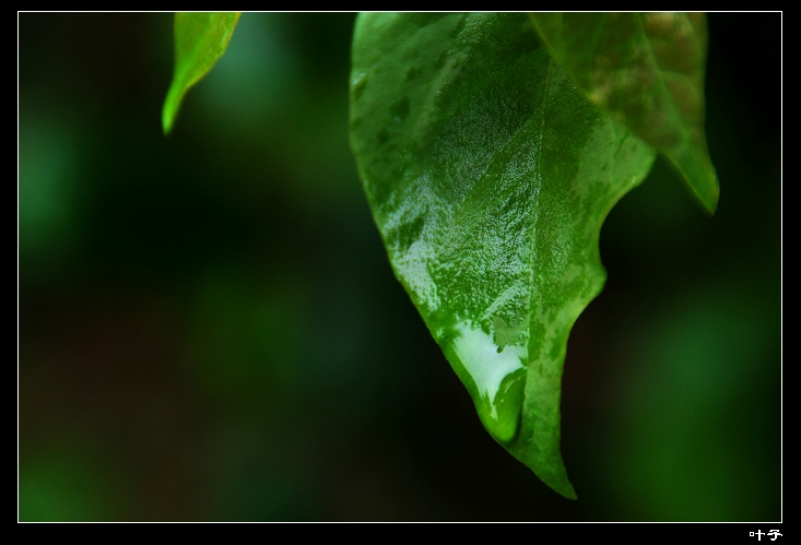 DSC_012600.jpg