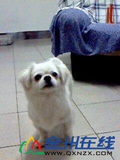 ҵСQQ