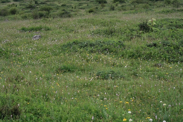 _MG_9462.jpg