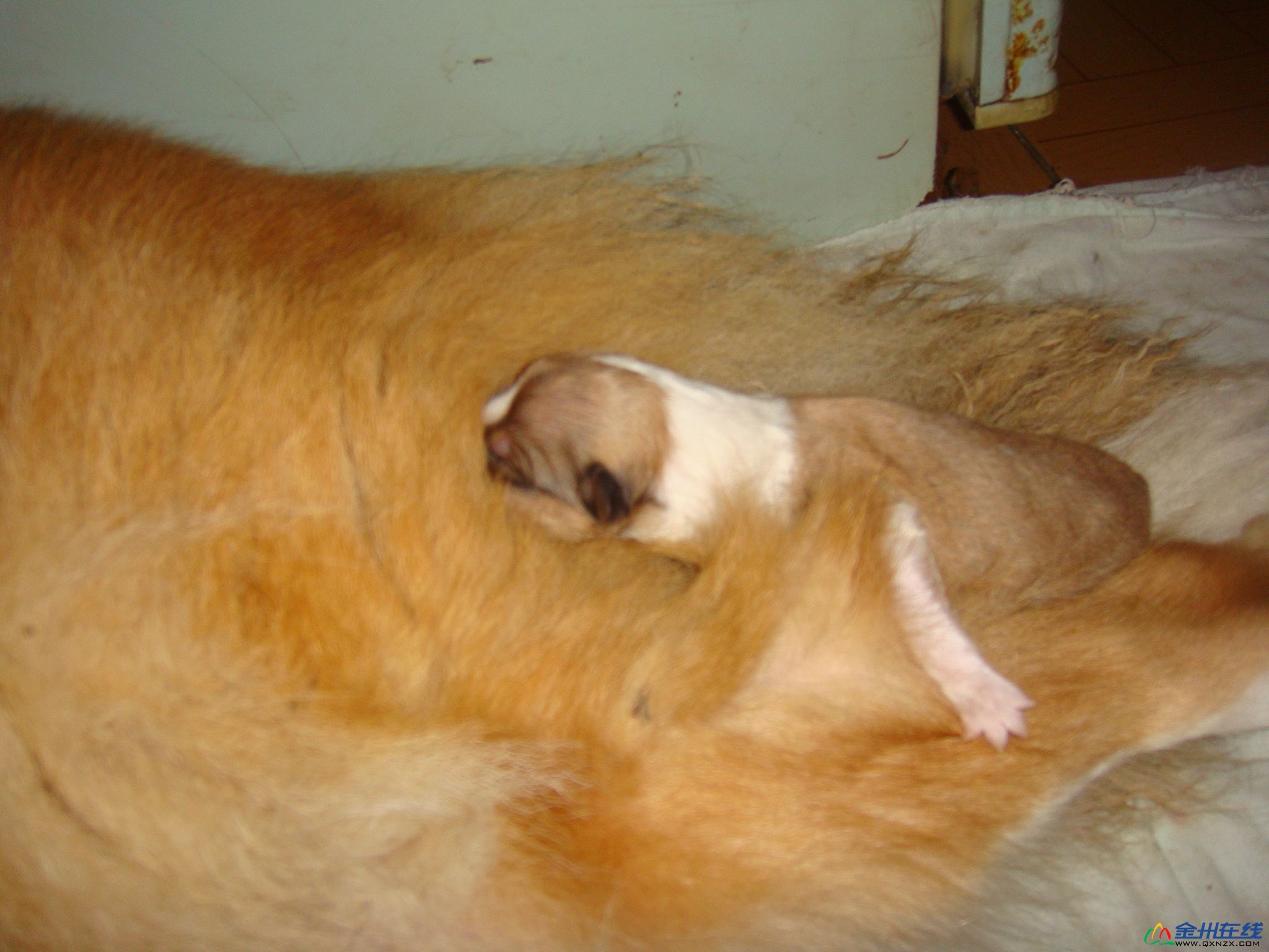 ˯