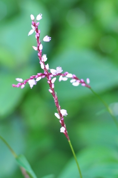 p_large_fAgE_1d4f0012e7835c42.jpg