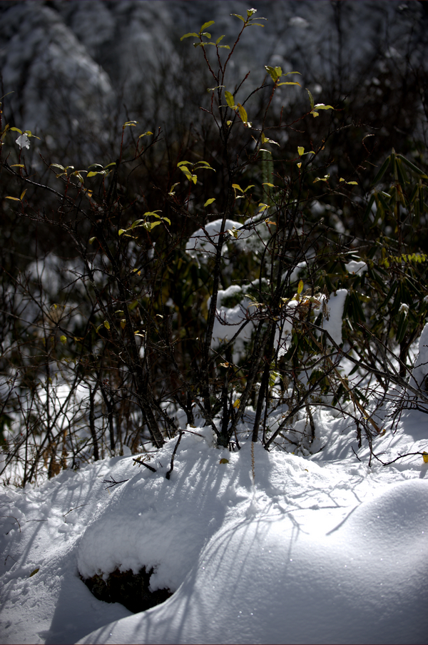_DSC7071.jpg