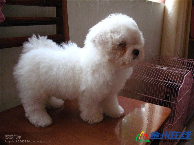160149qbycbihq1qu11pet.jpg