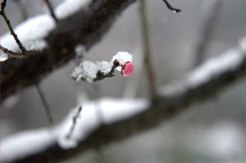 _DSC1671.jpg