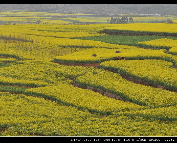 DSC_4955.jpg