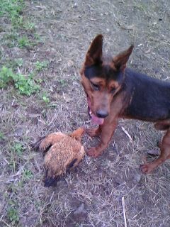 IMG0042A.jpg