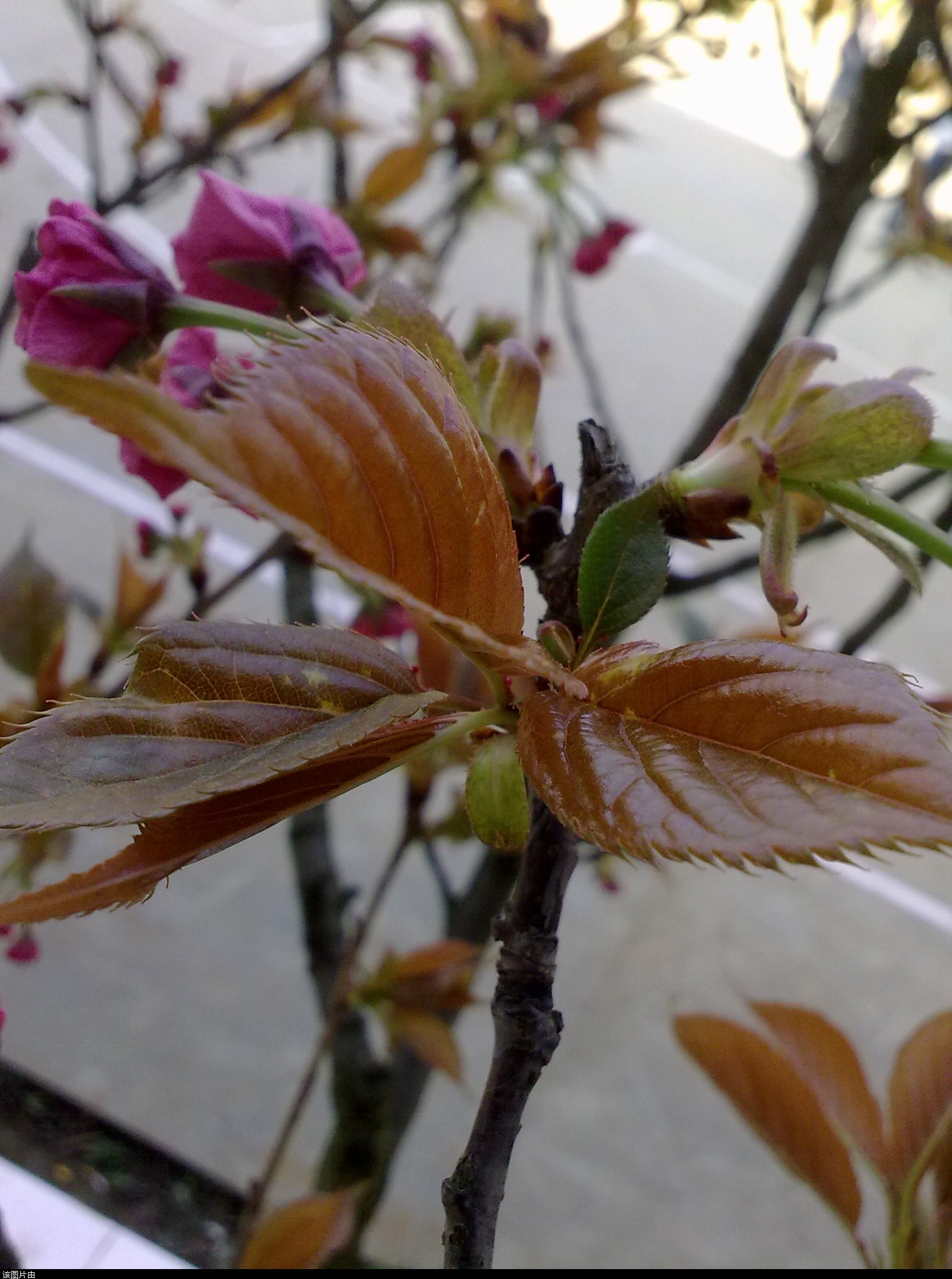 201103301187.jpg