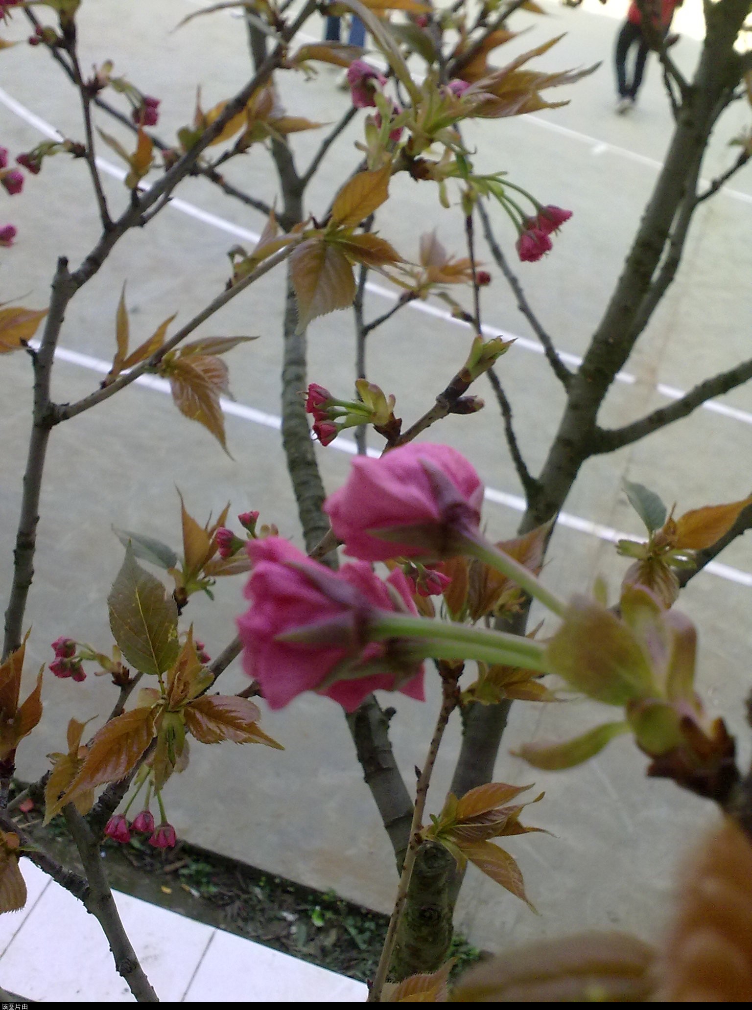 201103301188.jpg