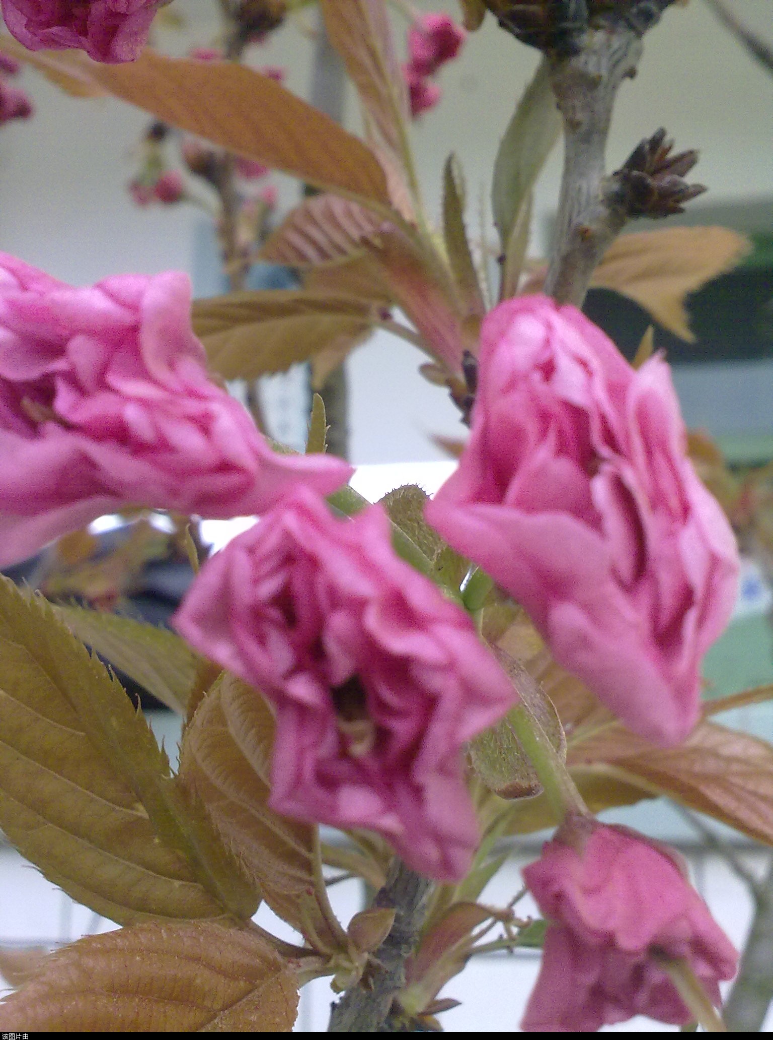 201103311190.jpg