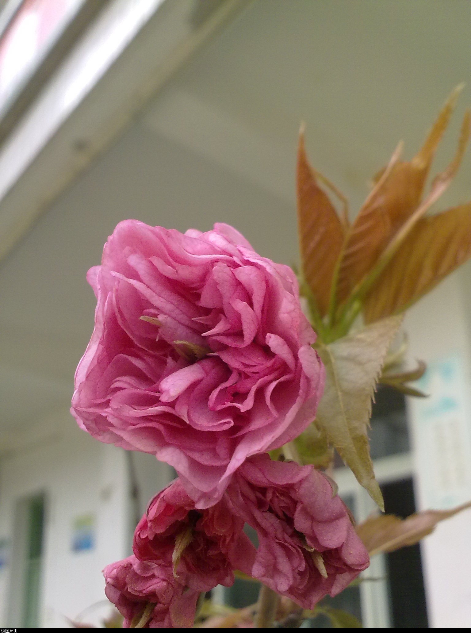 201103311192.jpg