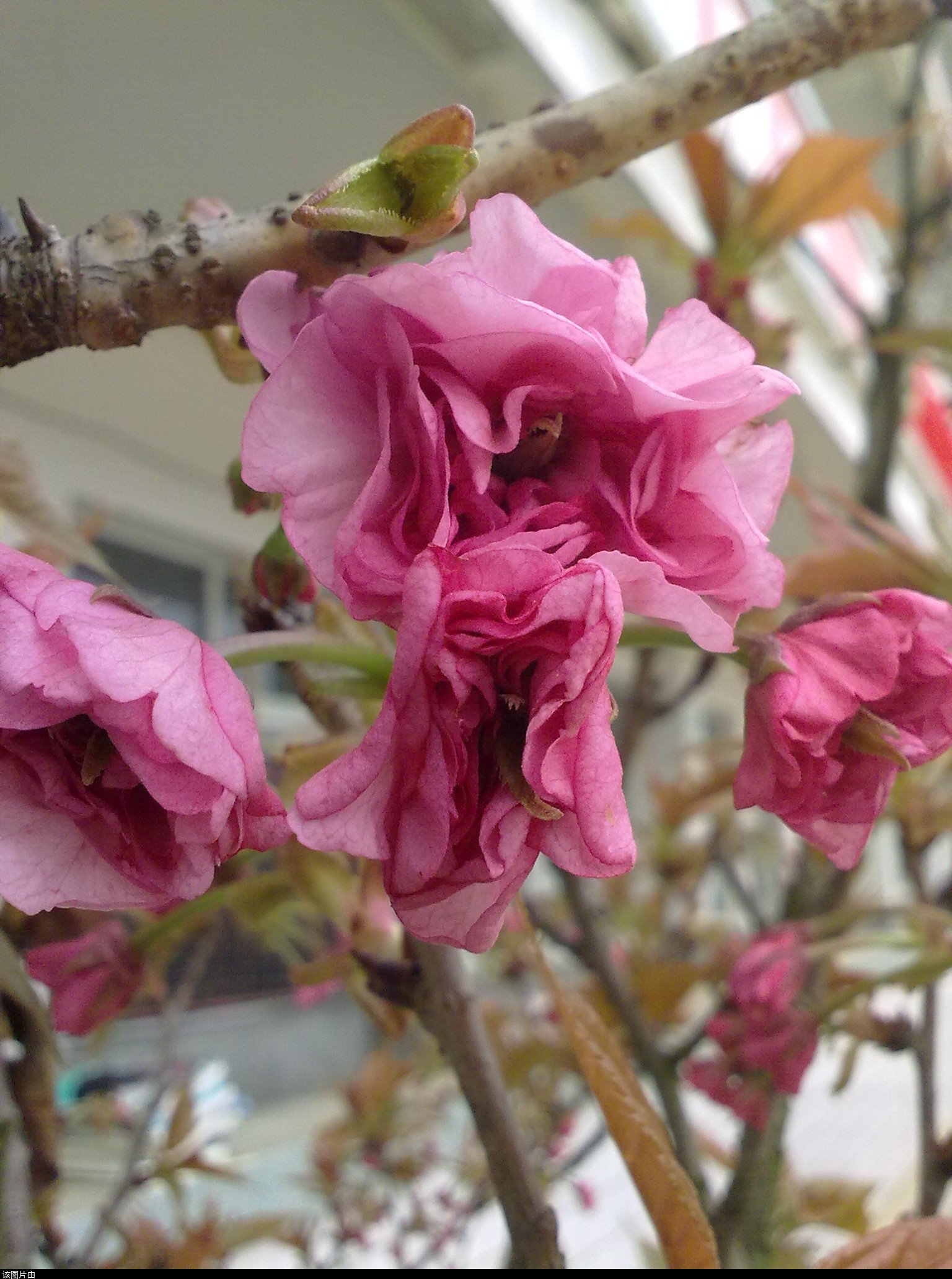 201103311193.jpg