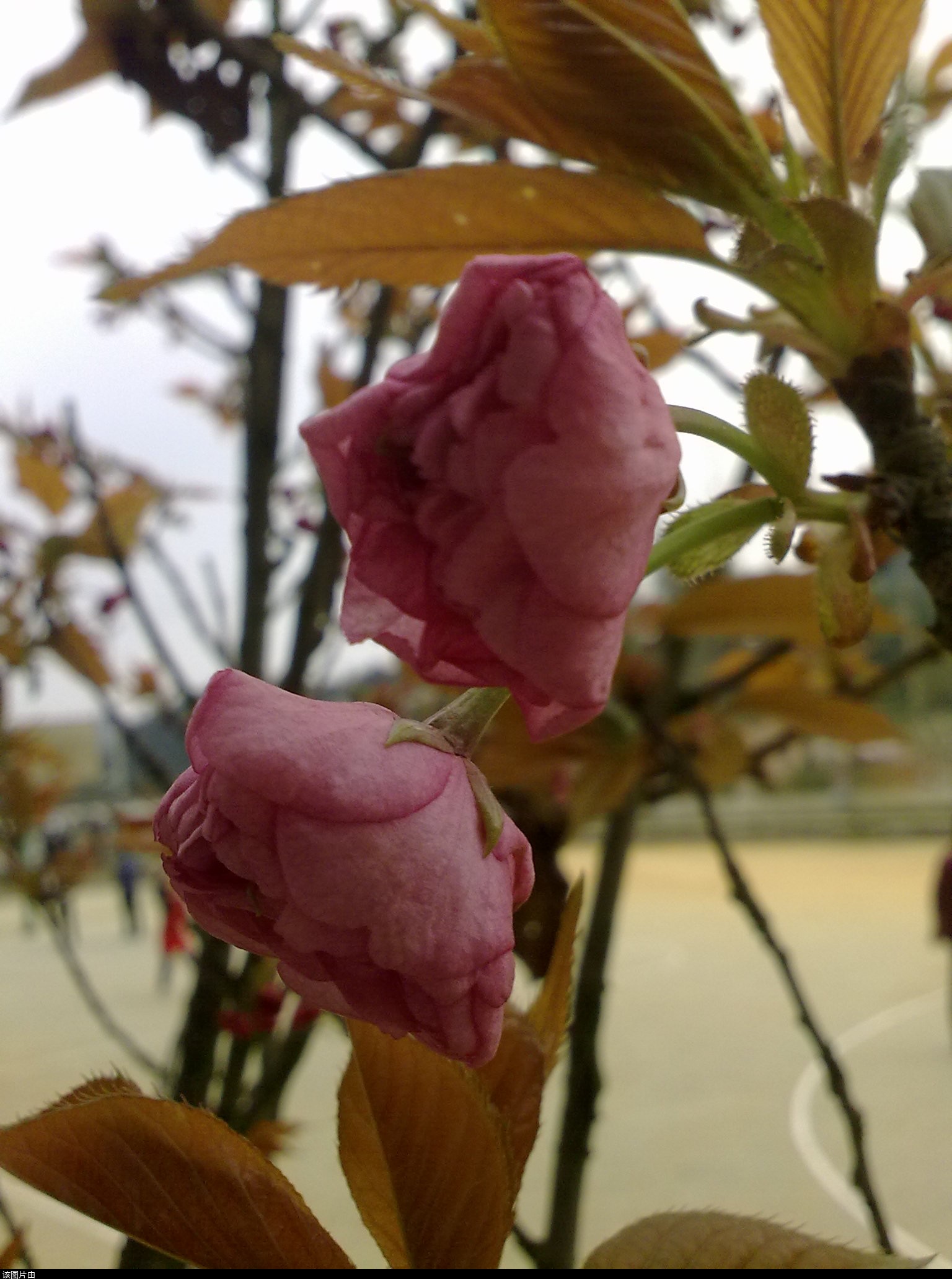 201103311194.jpg