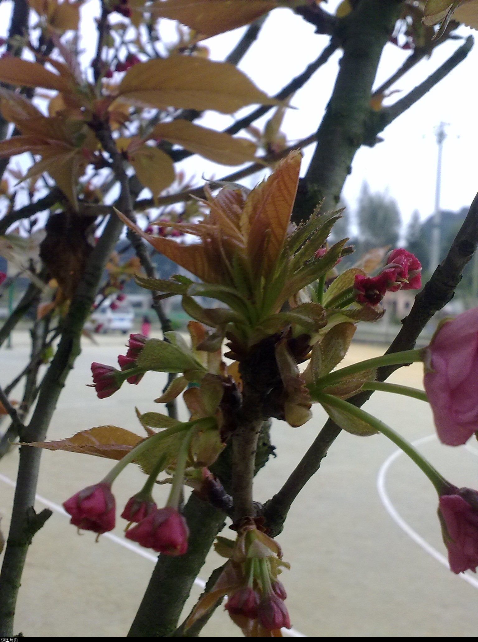 201103311195.jpg