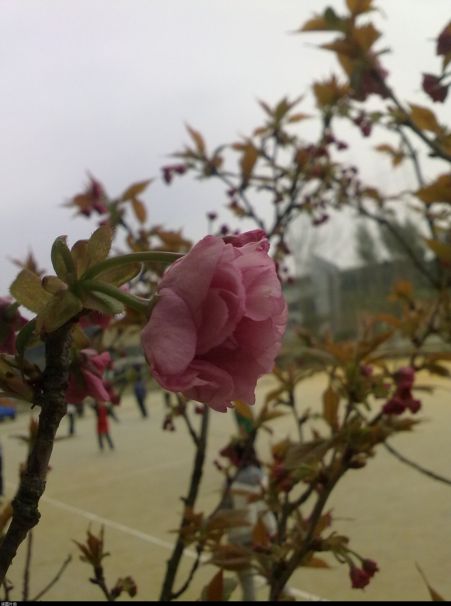 201103311198.jpg