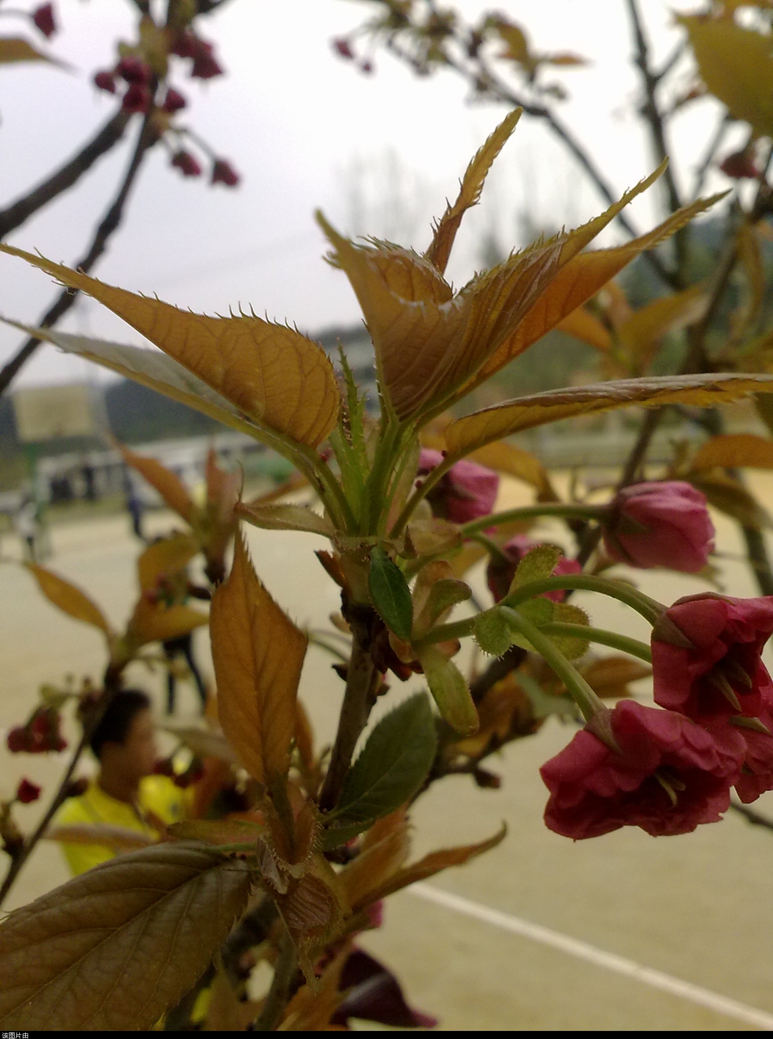 201103311199.jpg