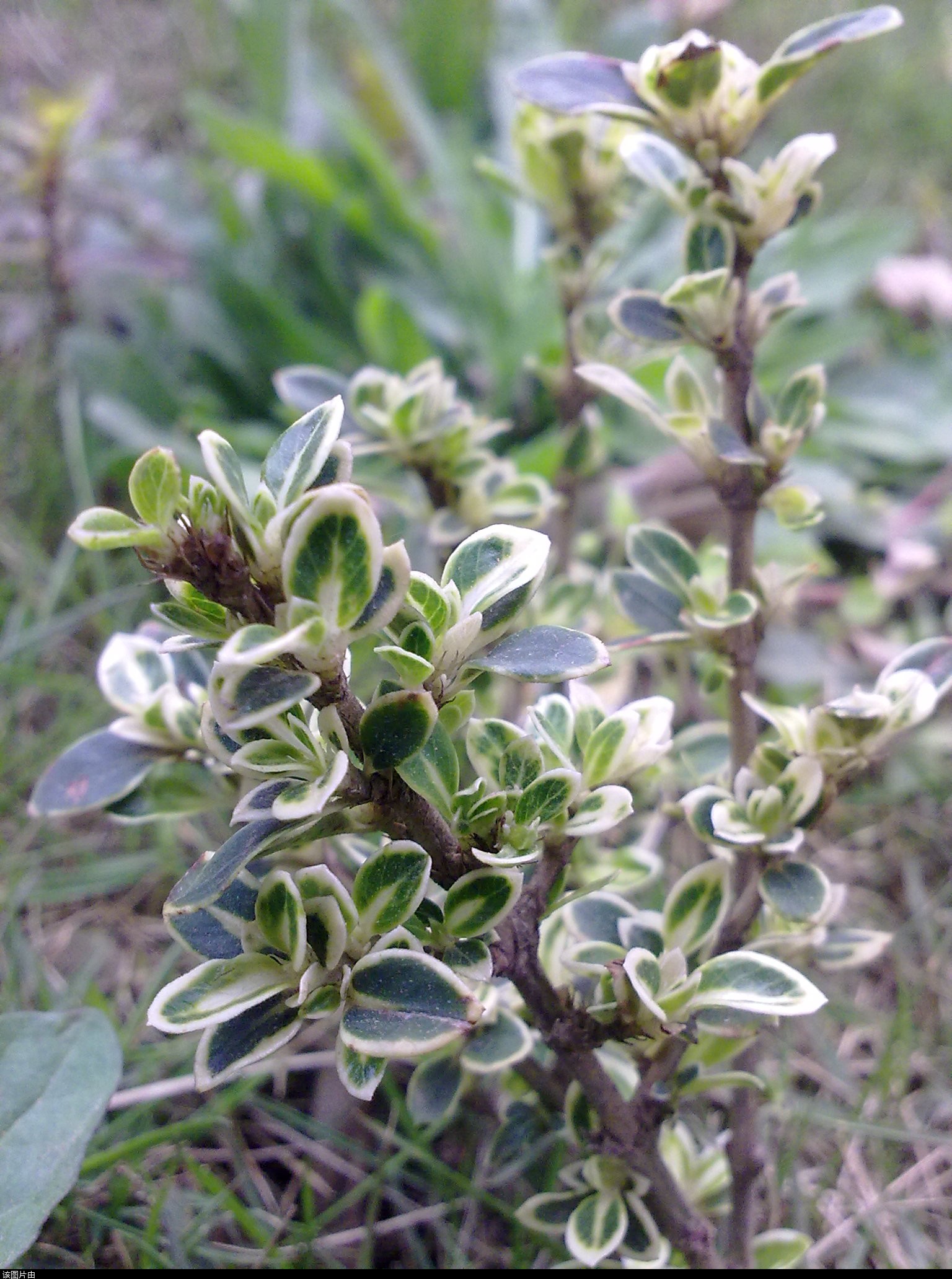 201103311206.jpg