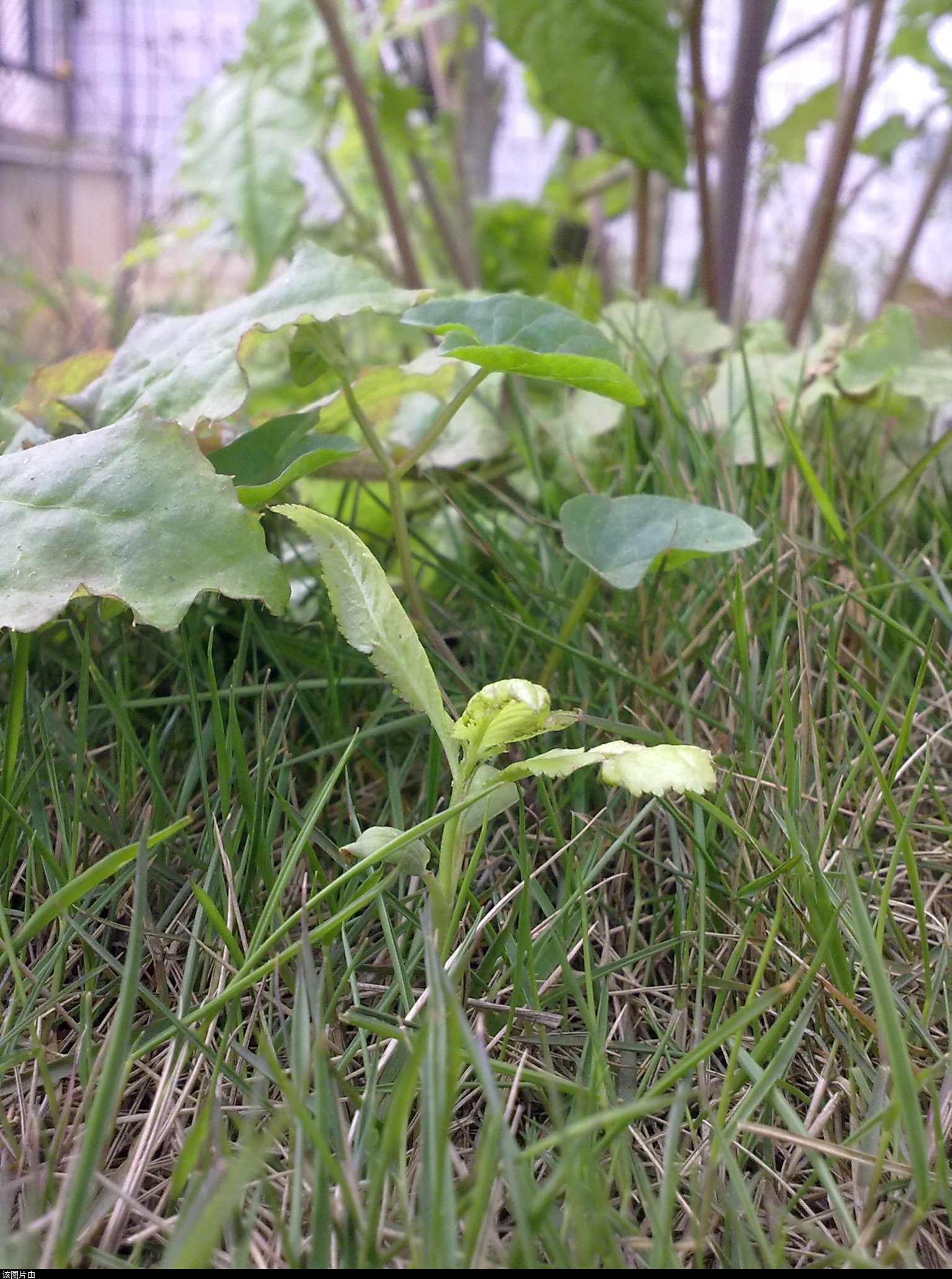 201103311207.jpg