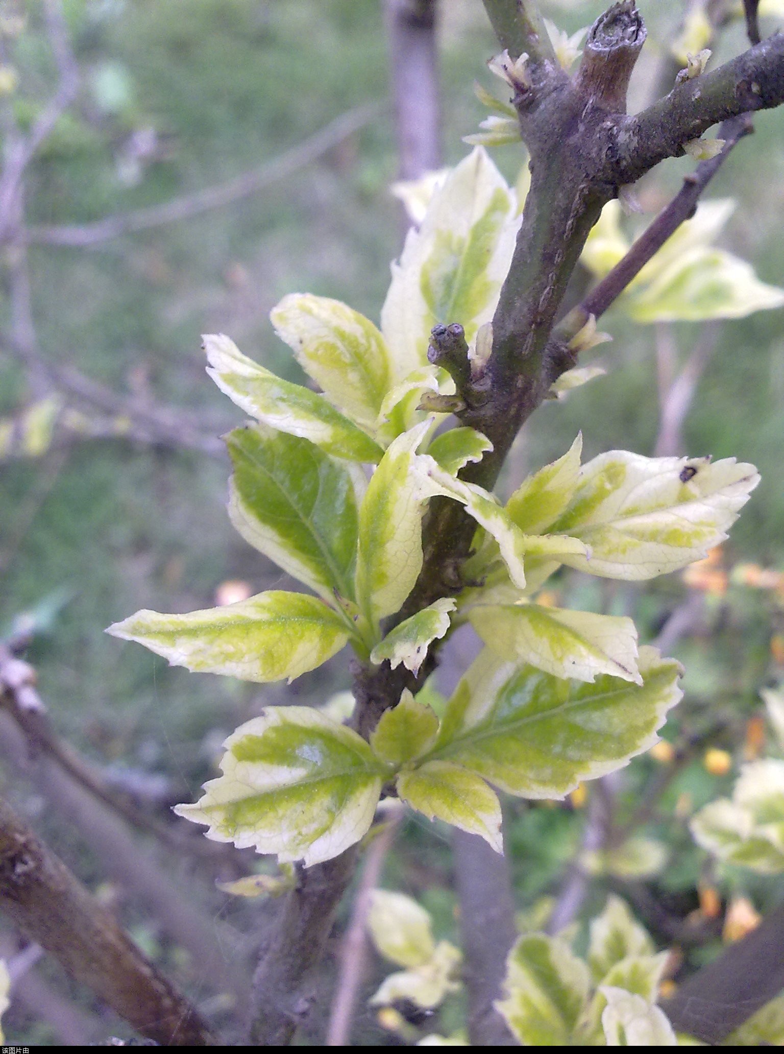 201103311208.jpg