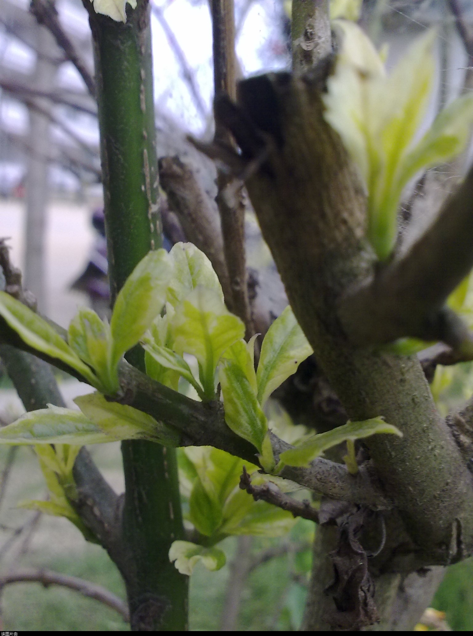 201103311214.jpg