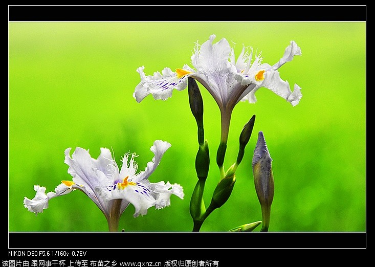 nEO_IMG__DSC0249.jpg