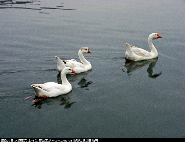 CIMG4775_conew1.jpg