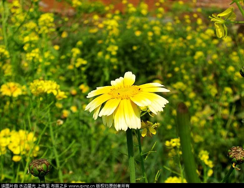 CIMG4922_conew1.jpg
