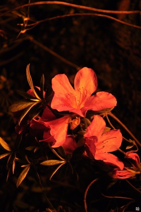 d90 ۽66 Ȧ5.3 عʱ1/250 ISO400