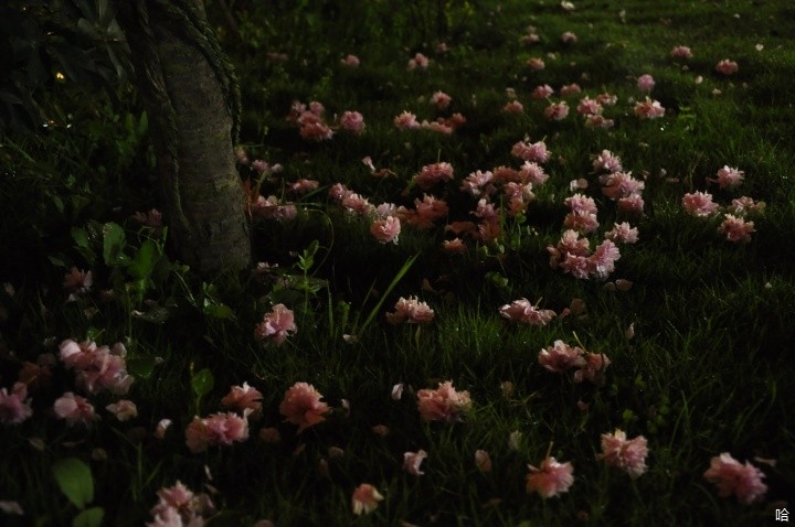 d90 ۽32 Ȧ4.2 عʱ1/2 ISO800