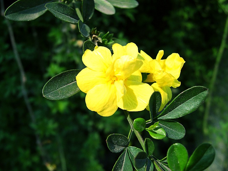 CIMG5035_conew1.jpg