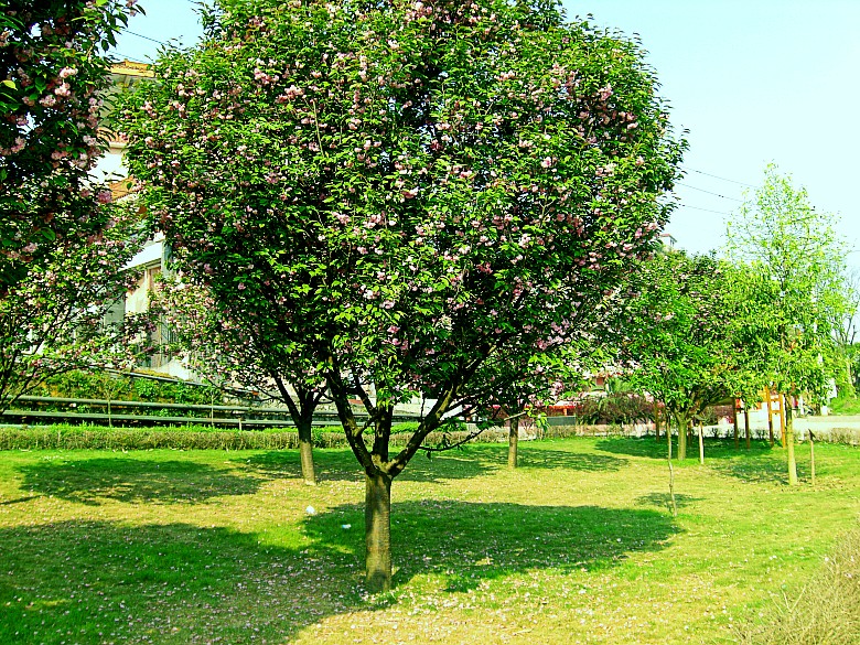 CIMG5038_conew1.jpg