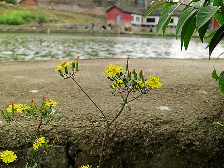 CIMG5488_conew1.jpg