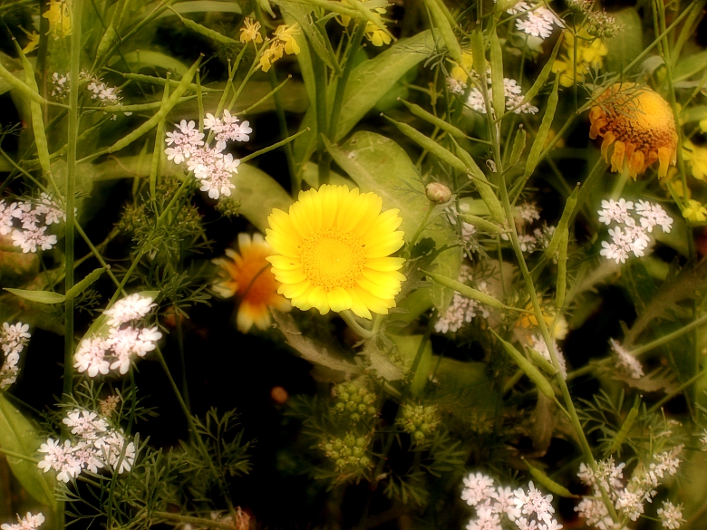 CIMG5506_conew1.jpg