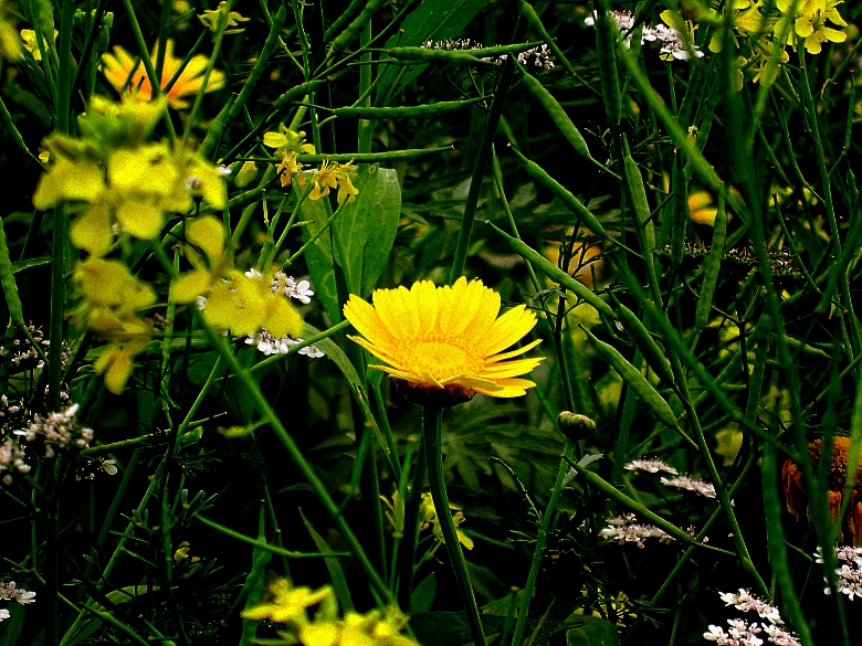 CIMG5509_conew1.jpg
