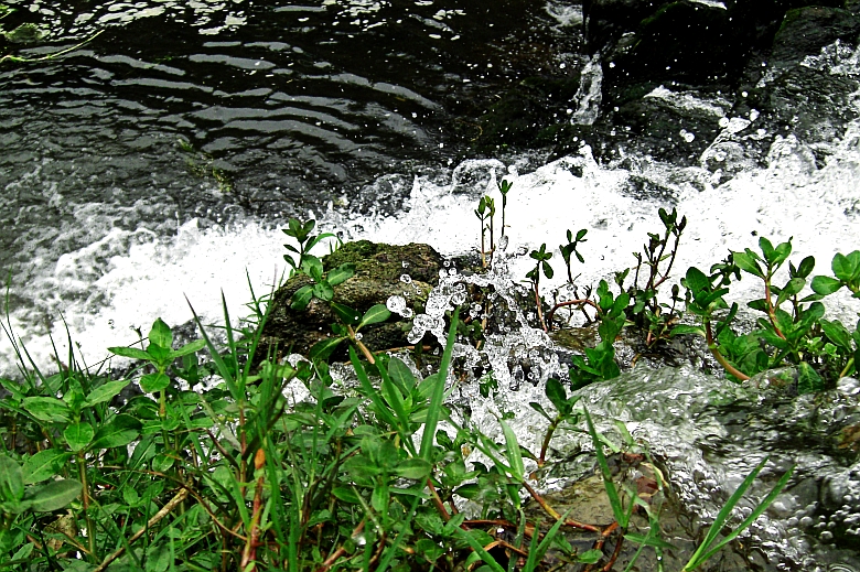 CIMG5540_conew1.jpg
