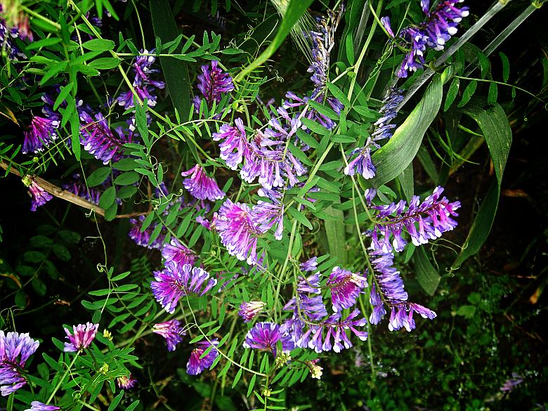 CIMG5565_conew1.jpg