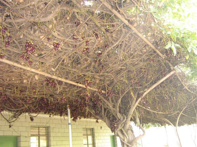 http_imgloadCAPH9530.jpg