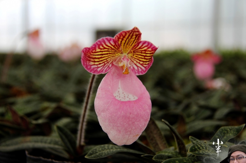 20110505-37.jpg