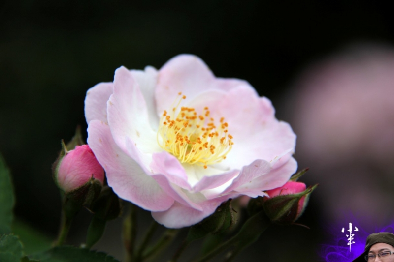 20110505-25.jpg