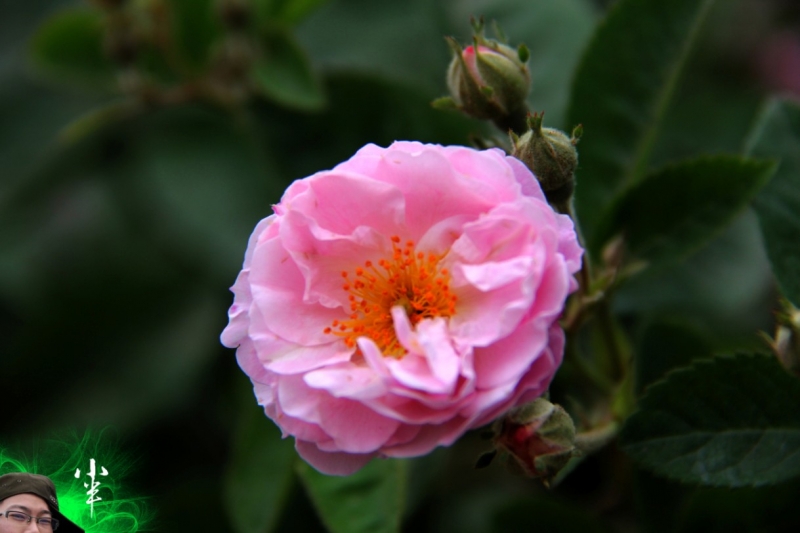20110505-26.jpg