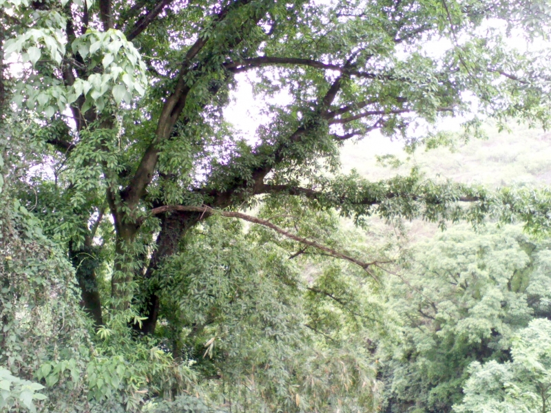 IMG0081A.jpg