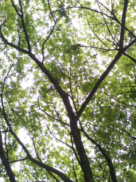 IMG0082A.jpg